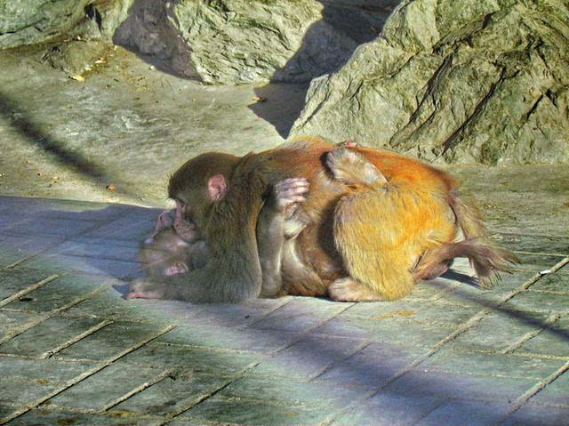 猴子交配_猴子交配_猴子交配