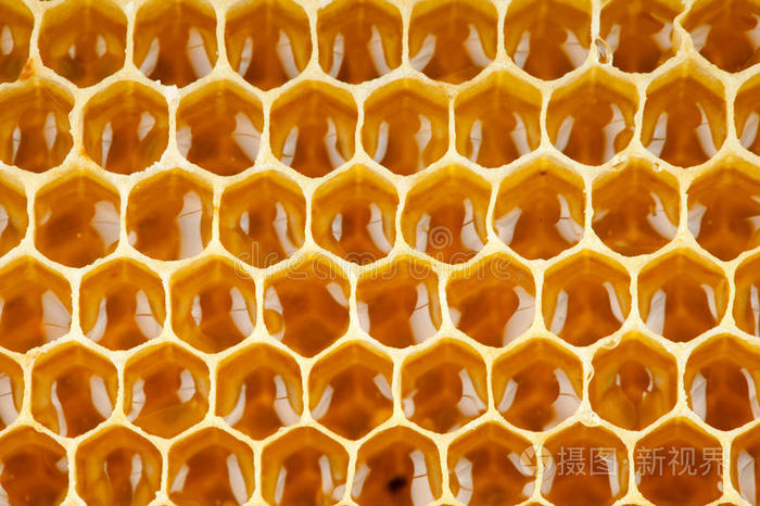 全球蜂巢_蜜蜂巢价格_我的世界蜜蜂蜂巢和蜂箱