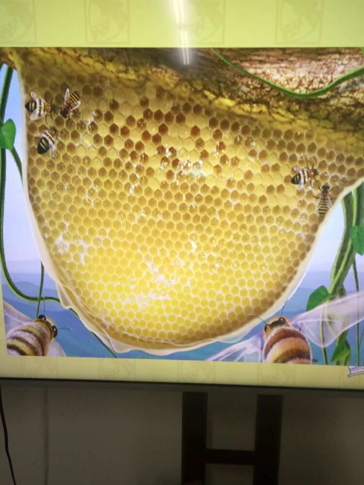 全球蜂巢_我的世界蜜蜂蜂巢和蜂箱_蜜蜂巢价格