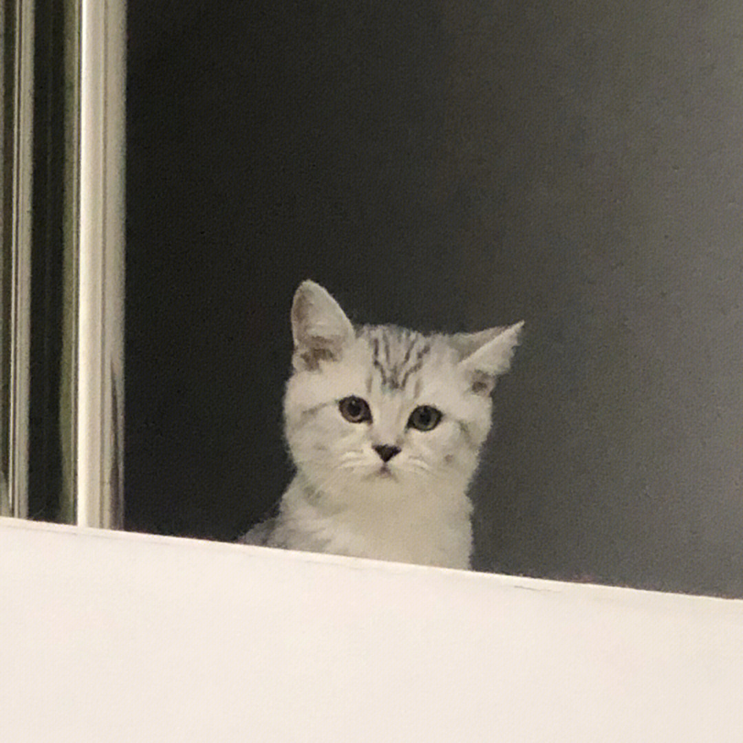 猫奴们，喵星人第2季即将来袭