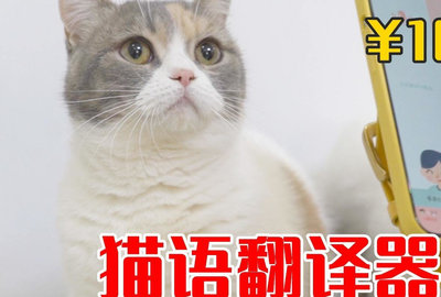 小狗小猫翻译器_小猫说话翻译器_小猫翻译器