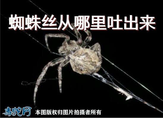 蜘蛛从哪里吐丝出来_蜘蛛吐丝出来后是怎么处理的呢_蜘蛛吐丝出来会死吗