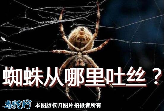 蜘蛛吐丝出来会死吗_蜘蛛从哪里吐丝出来_蜘蛛吐丝出来后是怎么处理的呢