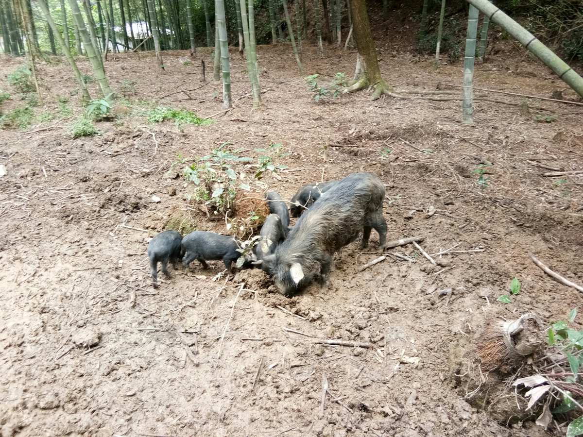 旅猪迷了路_猪之旅_旅猪油