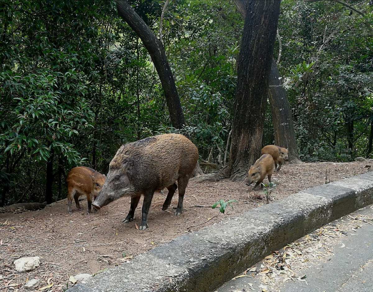 旅猪迷了路_猪之旅_旅猪油