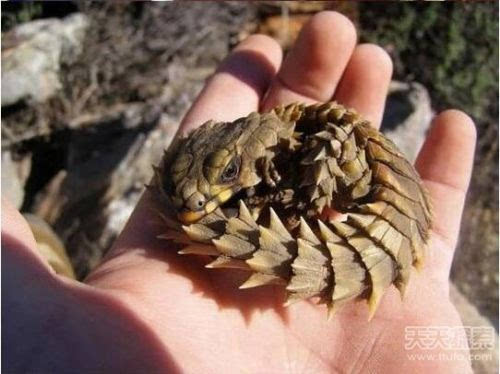 加拉尔霍恩_加拉尔_加拉尔特效