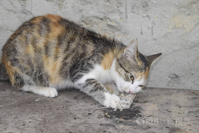 手机躲猫猫是什么游戏软件_躲猫猫的手机游戏叫什么_躲猫猫的app