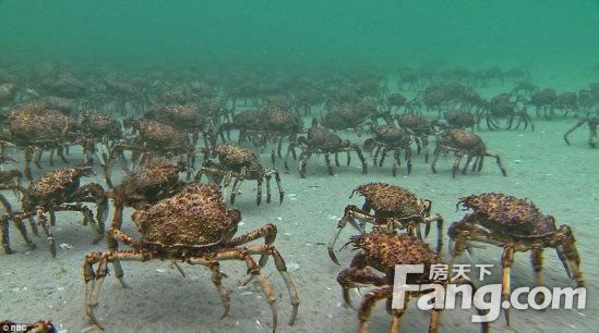 海底大猎杀crab madness是什么模式 海底大猎杀：crab madnes