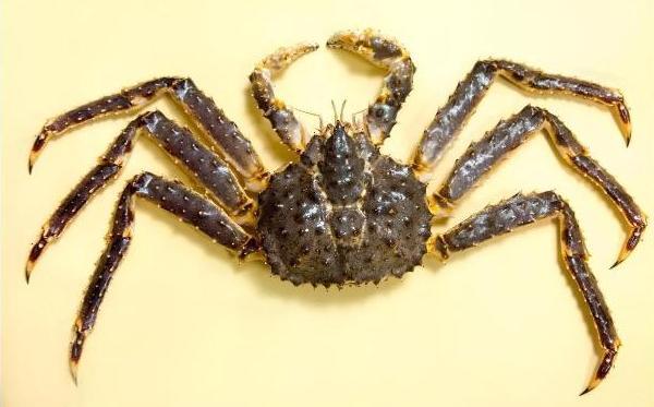 螃蟹生物模式图片_螃蟹生物模式图_螃蟹模式生物