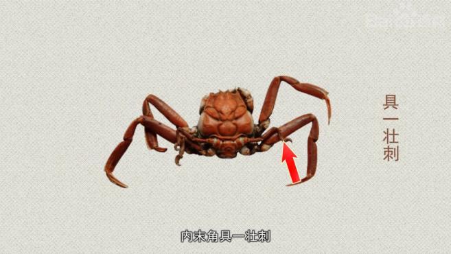 螃蟹生态系统_螃蟹 模式生物_螃蟹生物模式图片