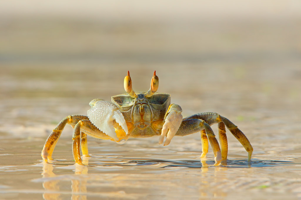 海底大猎杀螃蟹王游戏 海底探险：猎杀螃蟹王，惊险刺激