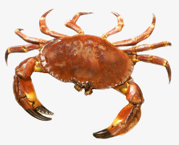 螃蟹 模式生物 螃蟹：生物王国的独特之一