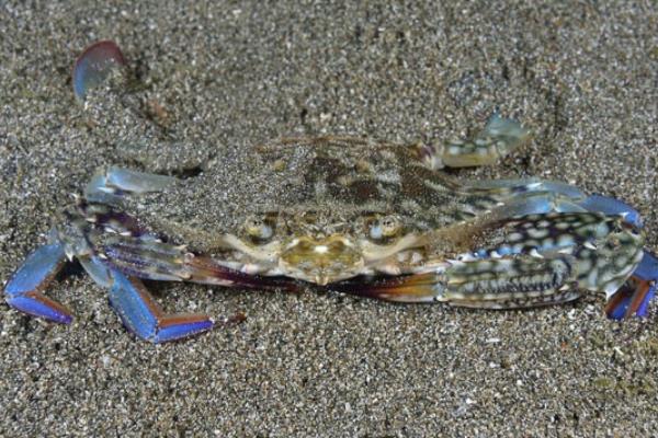 海底大猎杀crab madness是什么模式 【疯狂】海底大猎杀：探秘螃蟹狂潮