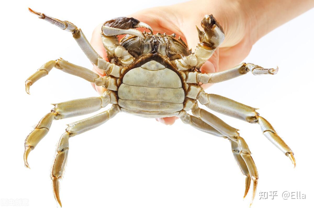 螃蟹生态系统_螃蟹生物图_螃蟹 模式生物