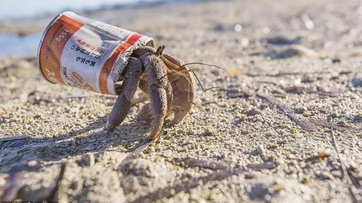 螃蟹生态系统_螃蟹 模式生物_螃蟹生物图