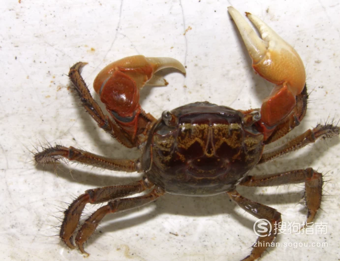 螃蟹生物图_螃蟹 模式生物_螃蟹生态系统
