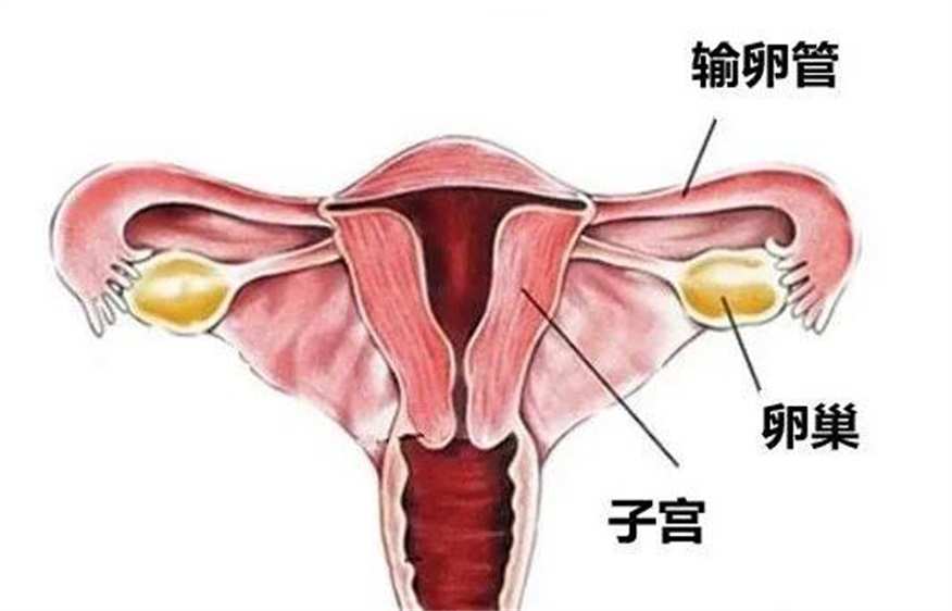 女性生殖一线图片大全_一线线图库一线彩图资料大全_一线的图片