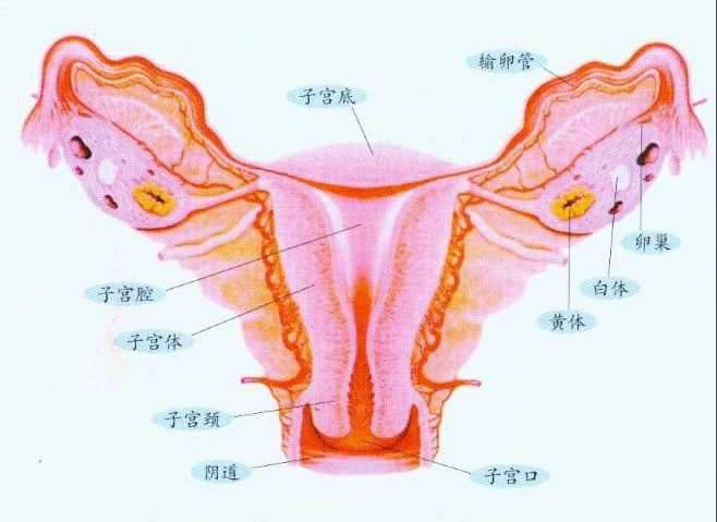 一线的图片_女性生殖一线图片大全_一线线图库一线彩图资料大全