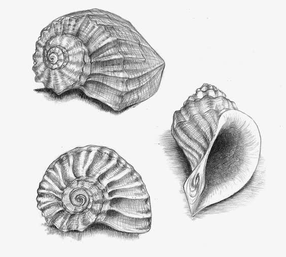 贝壳素描教程步骤图解_图解贝壳教程素描步骤_贝壳素描画