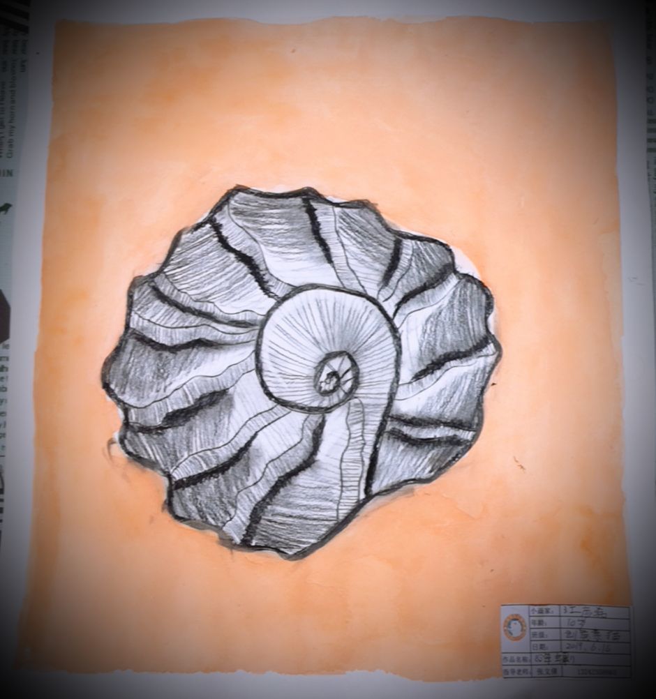 贝壳素描教程步骤图解_图解贝壳教程素描步骤_贝壳素描画