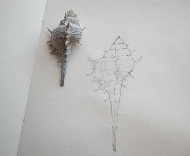 图解贝壳教程素描步骤_贝壳素描教程步骤图解_贝壳素描画