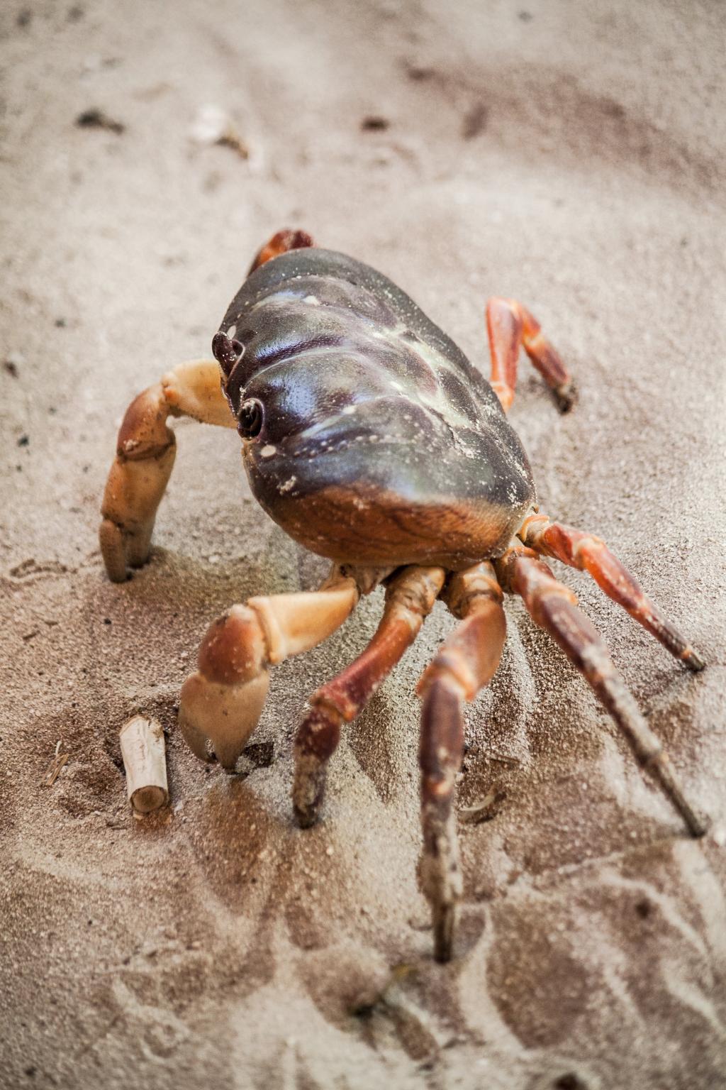 海底猎杀海_海底大猎杀crab madness是什么模式_海底猎杀手游版