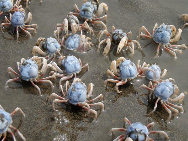海底猎杀小游戏_底大猎杀海底大猎杀_海底大猎杀crab madness是什么模式