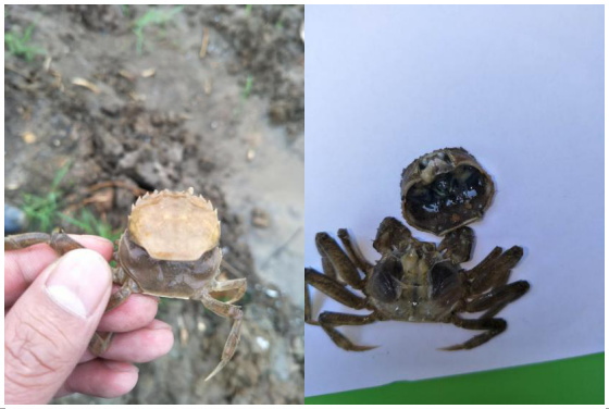 螃蟹 模式生物_螃蟹生物图_螃蟹生态系统