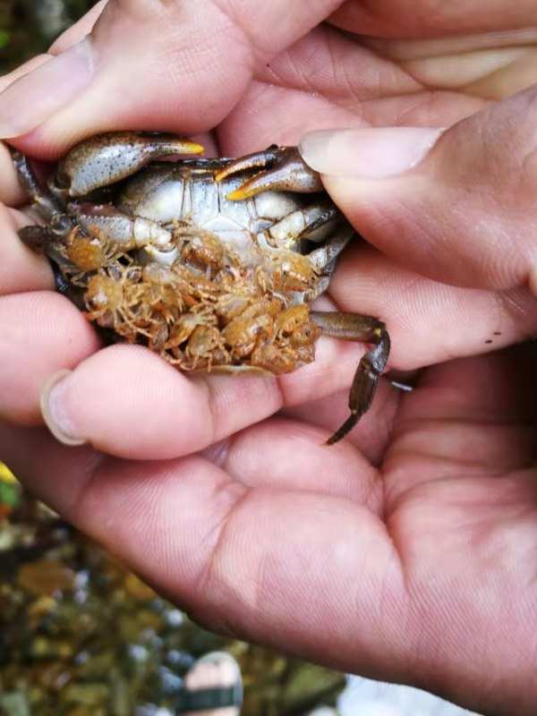 螃蟹 模式生物_螃蟹生态系统_螃蟹生物图