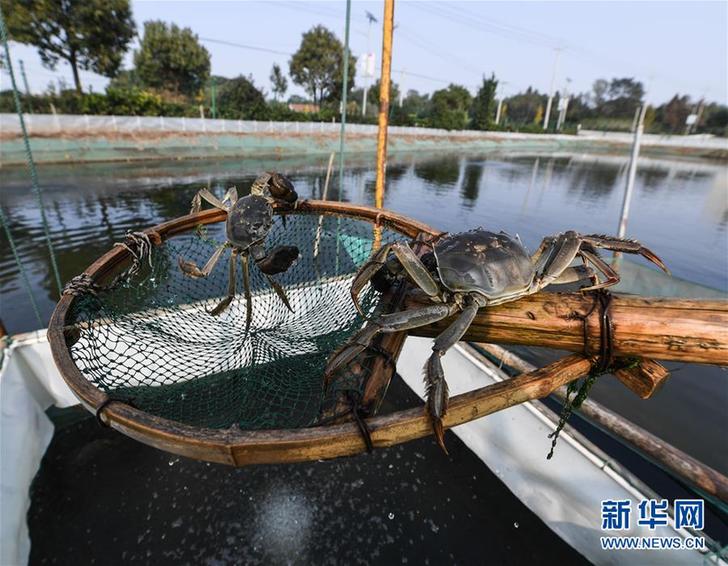 螃蟹模式汽车实际续航_螃蟹模式是什么意思啊_螃蟹模式