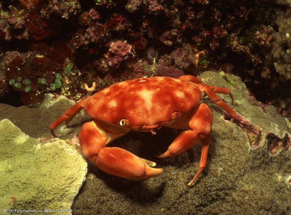 海底大猎杀crab madness是什么模式_猎杀u-42海底大战_海底猎杀海