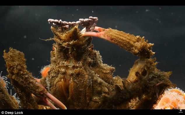 螃蟹 模式生物_螃蟹生态系统_螃蟹生物模式图