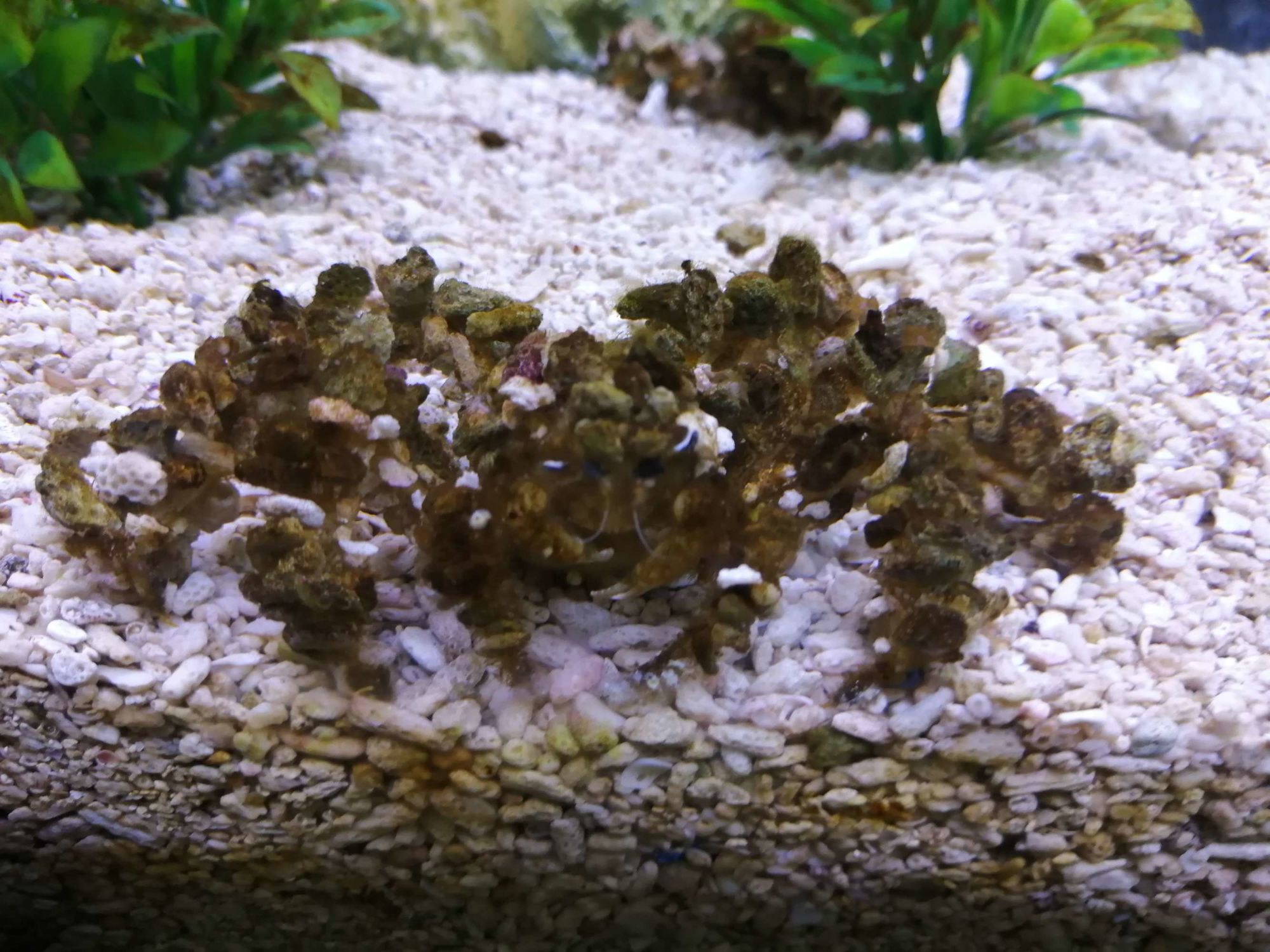 螃蟹生态系统_螃蟹 模式生物_螃蟹生物模式图