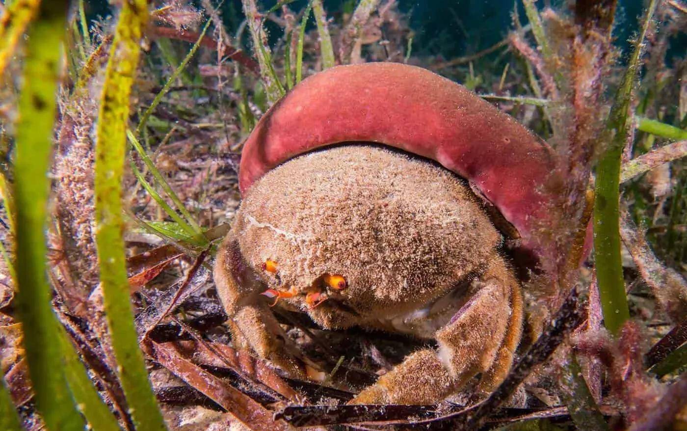 螃蟹生态系统_螃蟹 模式生物_螃蟹生物模式图
