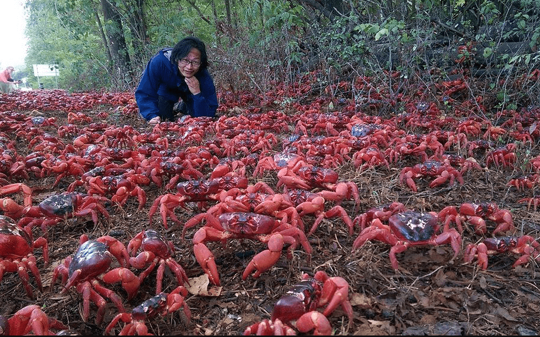 海底大猎杀螃蟹走不动路bug_螃蟹的海底大猎杀视频_海底大猎杀螃蟹大战