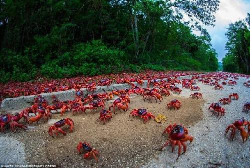 海底大猎杀螃蟹走不动路bug_螃蟹的海底大猎杀视频_海底大猎杀螃蟹大战