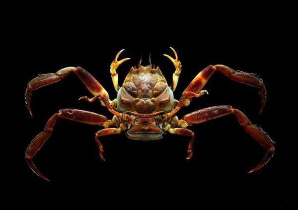 螃蟹生物模式图片_螃蟹模式生物_螃蟹生物图