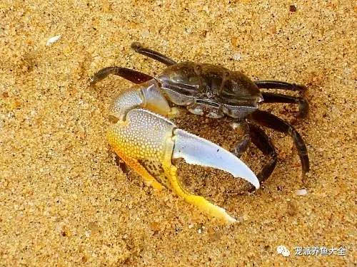 螃蟹生物图_螃蟹生物模式图片_螃蟹模式生物