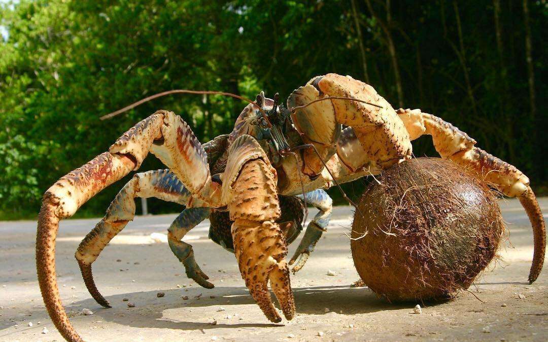 螃蟹生物模式是什么_螃蟹生态系统_螃蟹 模式生物