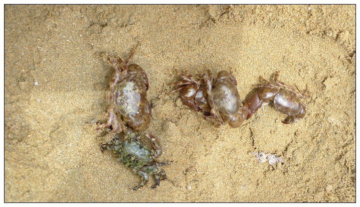 螃蟹生物图_螃蟹生物模式图_螃蟹 模式生物