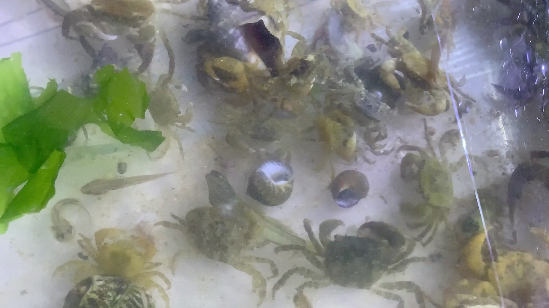 螃蟹生物模式图_螃蟹 模式生物_螃蟹生物图