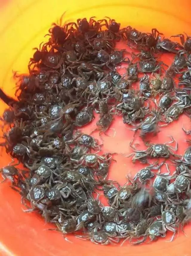 海底大猎杀螃蟹走不动路bug_螃蟹的海底大猎杀视频_海底大猎杀大螃蟹
