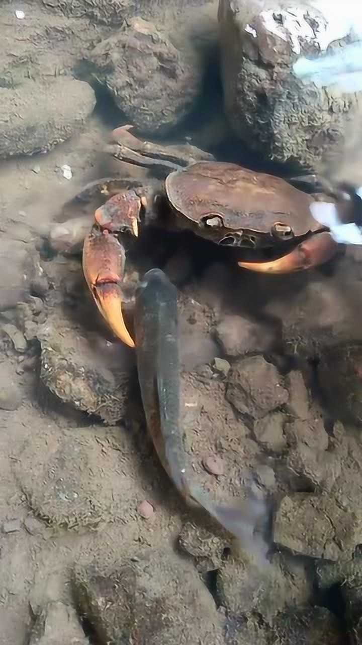 螃蟹的海底大猎杀视频_海底大猎杀大螃蟹_海底大猎杀螃蟹走不动路bug