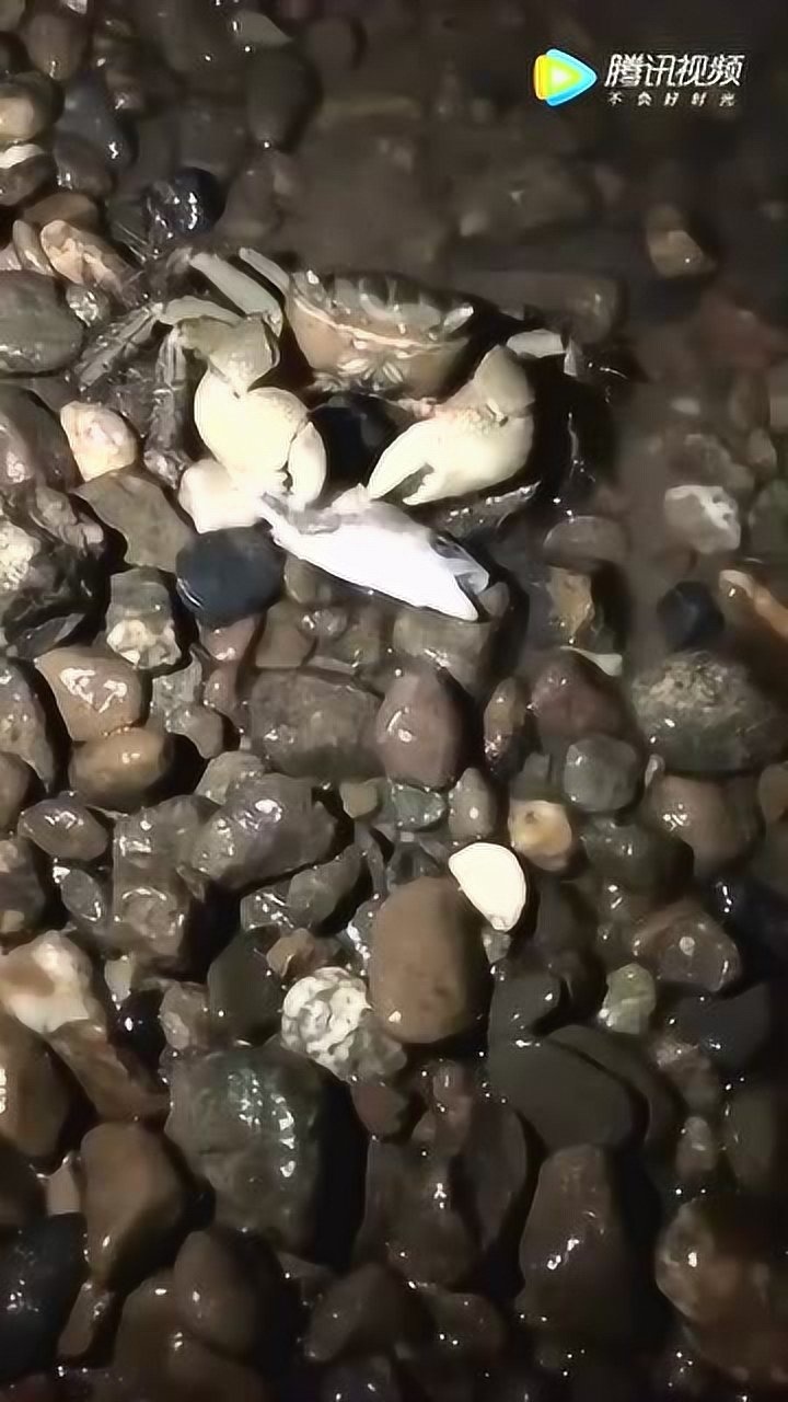 海底大猎杀大螃蟹_螃蟹的海底大猎杀视频_海底大猎杀螃蟹走不动路bug