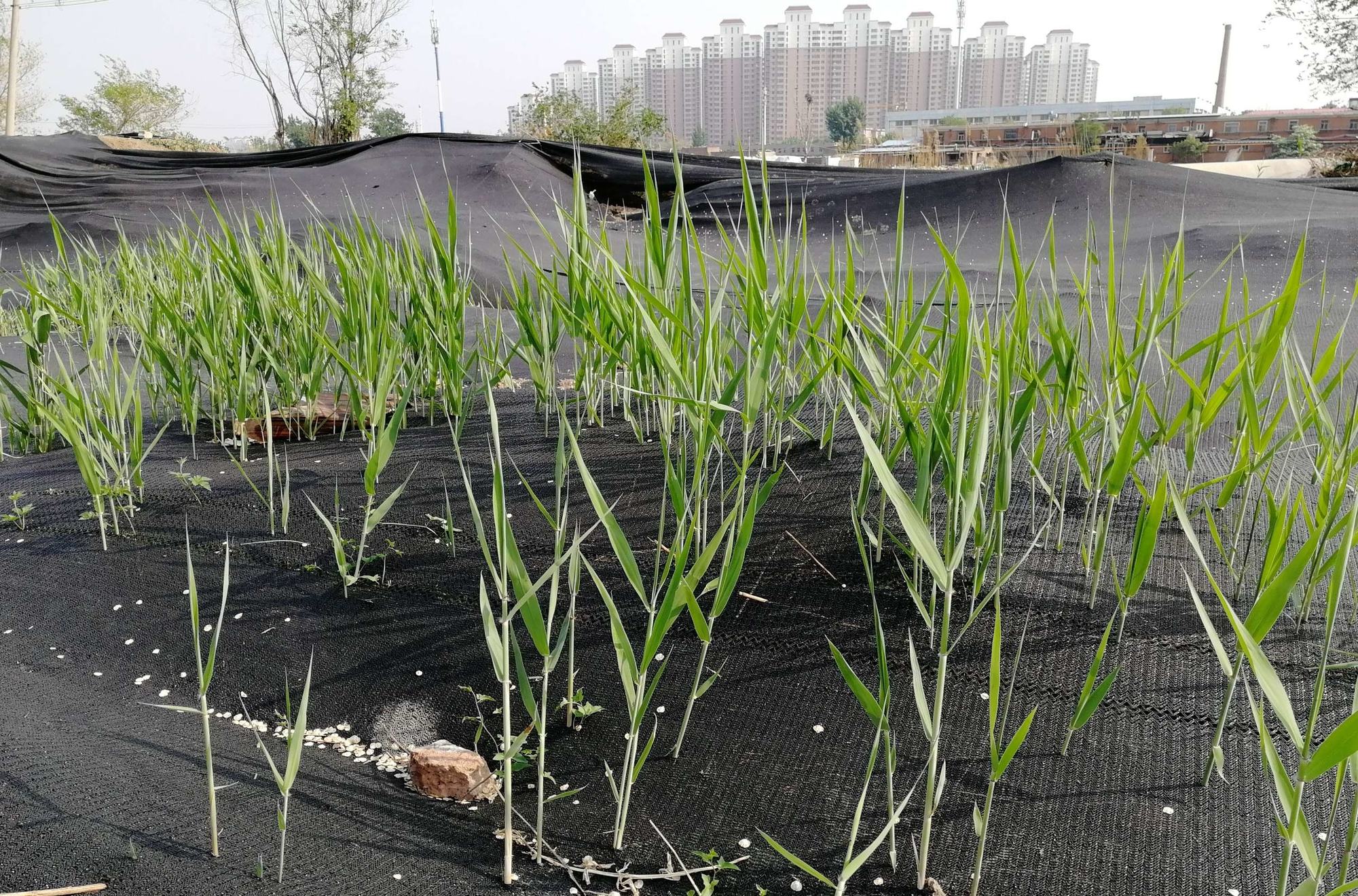 孤挺花_孤挺花图片_孤挺花