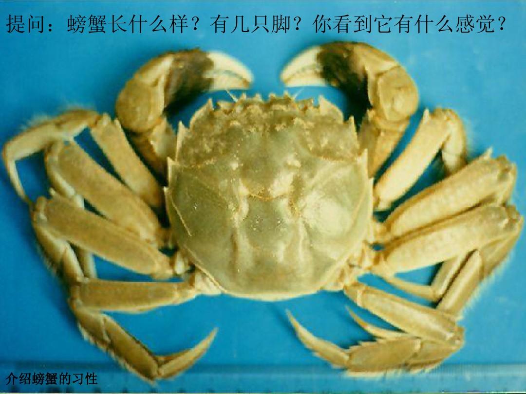 螃蟹生物模式是什么_螃蟹模式生物_螃蟹生物模式图