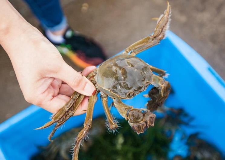 螃蟹的海底大猎杀视频_海底大猎杀螃蟹走不动路bug_海底大猎杀螃蟹大战