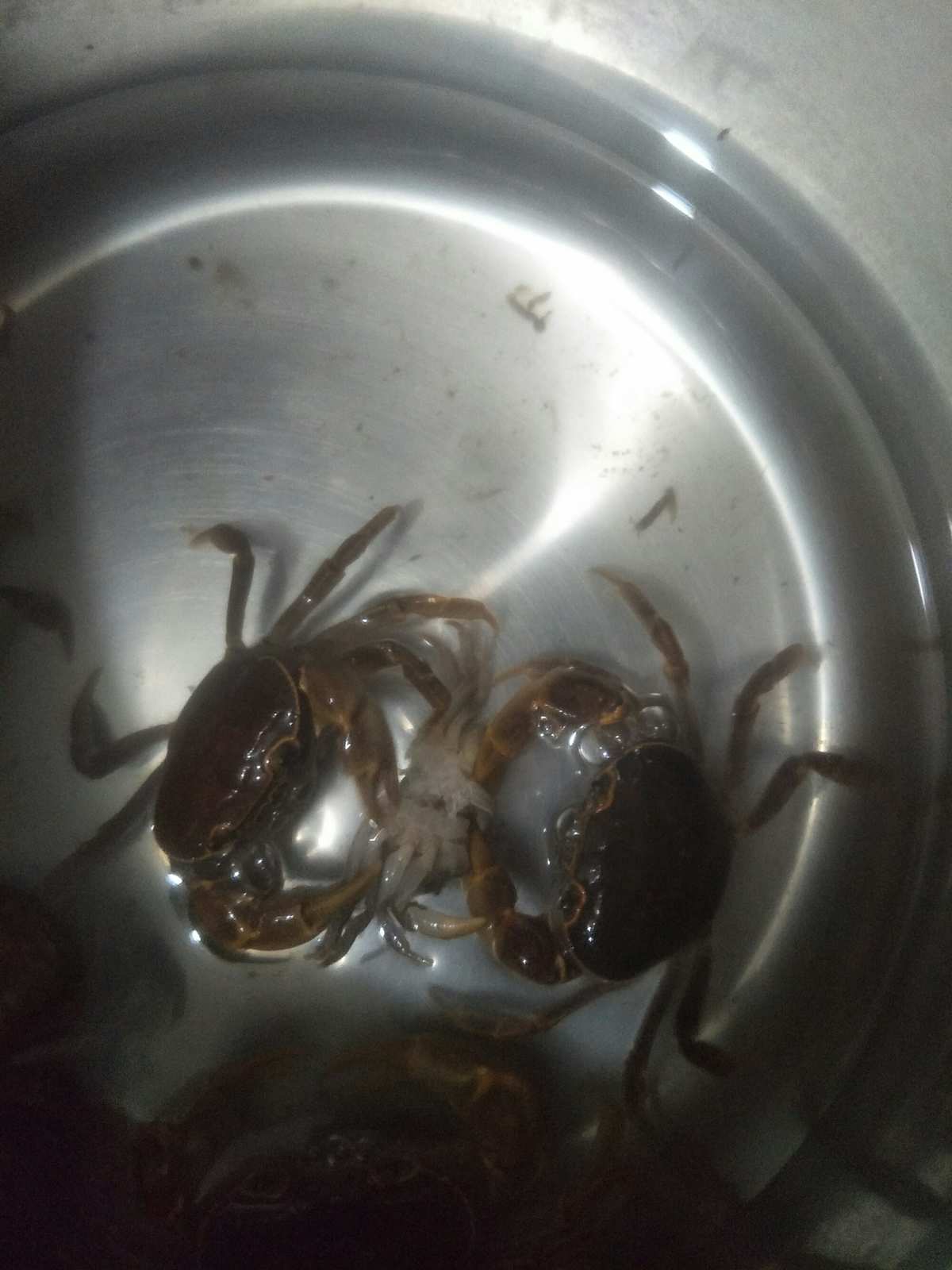 海底大猎杀螃蟹走不动路bug_海底大猎杀螃蟹大战_螃蟹的海底大猎杀视频