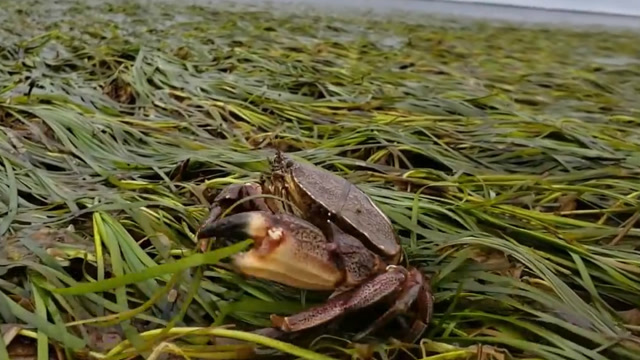 海底大猎杀螃蟹走不动路bug-勇敢的海底猎人