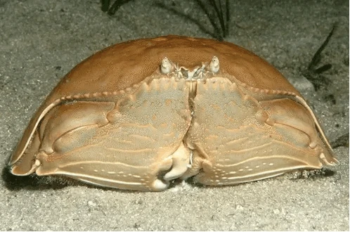 海底大猎杀螃蟹走不动路bug_海底大猎杀螃蟹大战_海底大猎杀大螃蟹